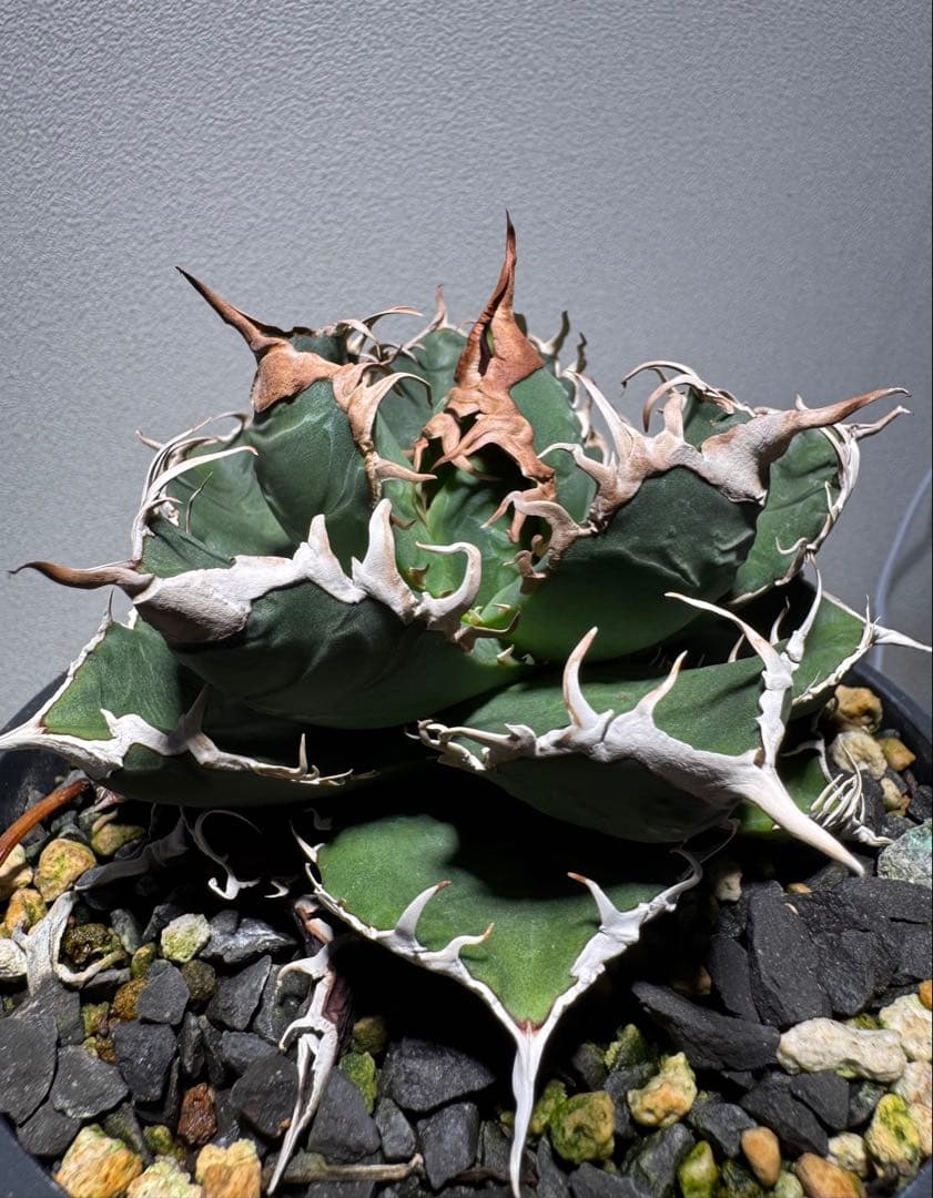 ト*畑様 アガベ チタノタ　悪魔くん　子株3個付き