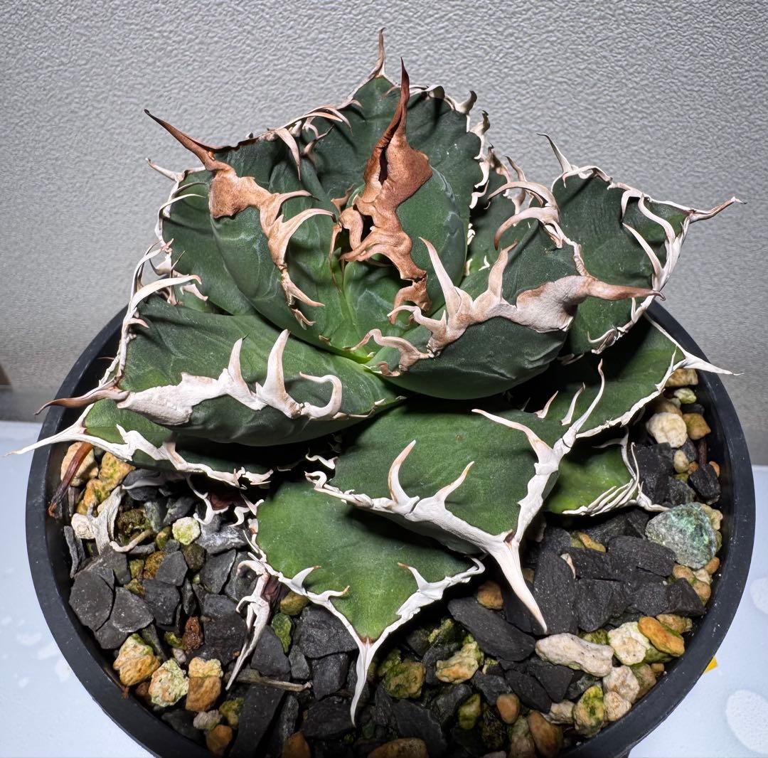 ト*畑様 アガベ チタノタ　悪魔くん　子株3個付き