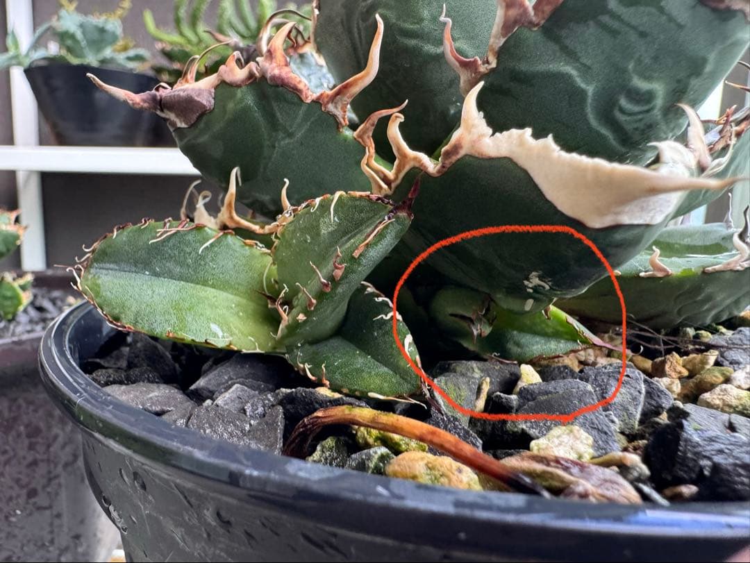 ト*畑様 アガベ チタノタ　悪魔くん　子株3個付き