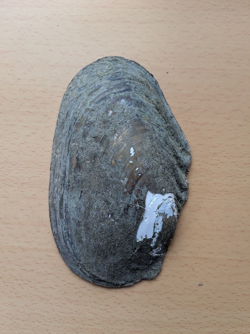 仏像真珠／淡水パール母貝 no.104