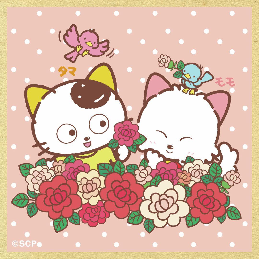 うちのタマしりませんか　正方形3