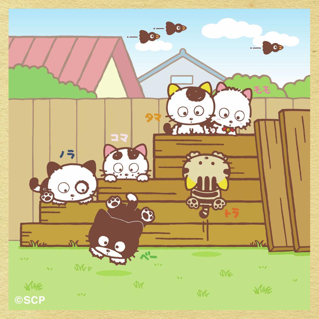 うちのタマしりませんか　正方形3