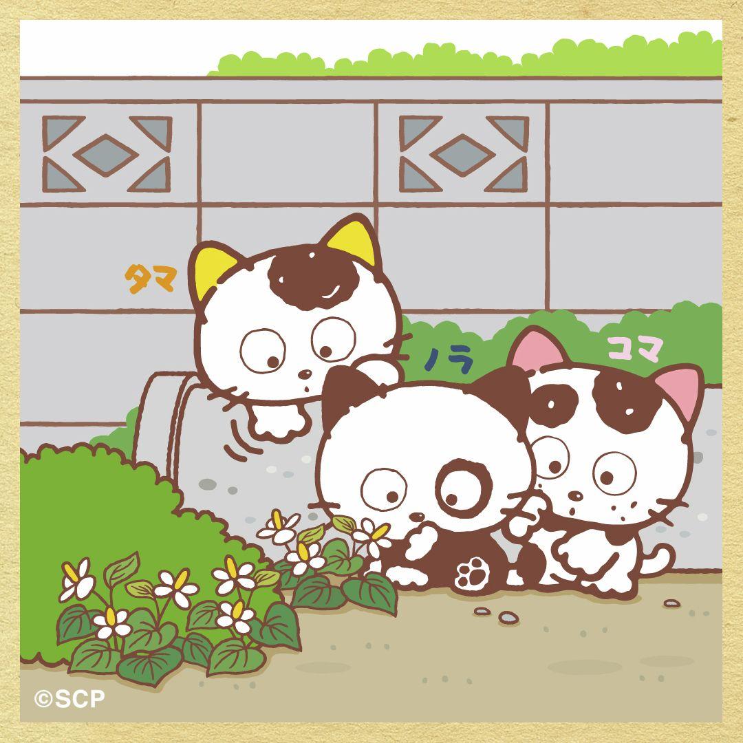 うちのタマしりませんか　正方形3