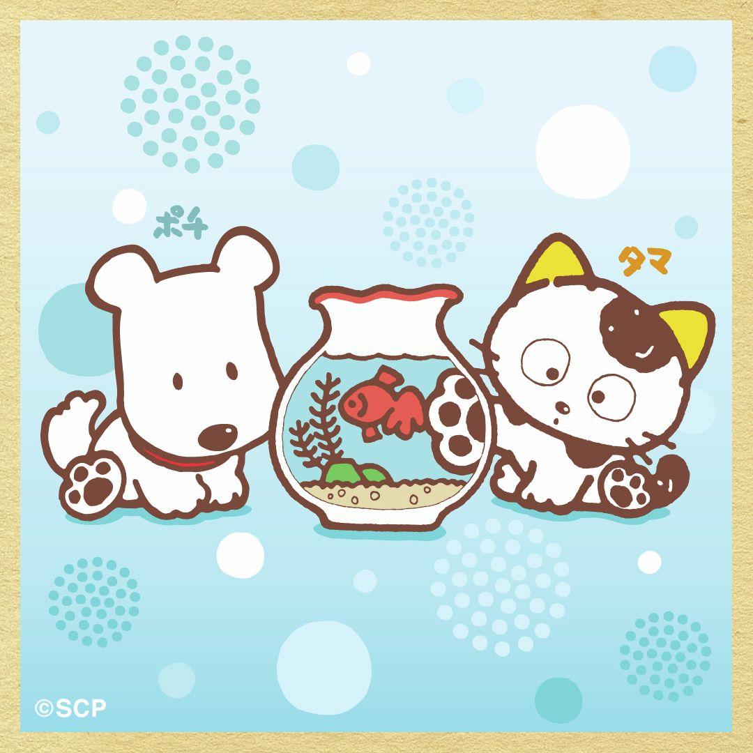 うちのタマしりませんか　正方形3