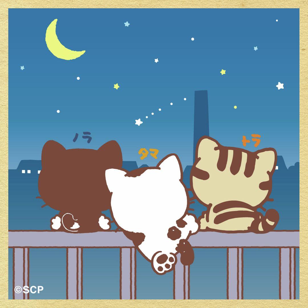 うちのタマしりませんか　正方形3