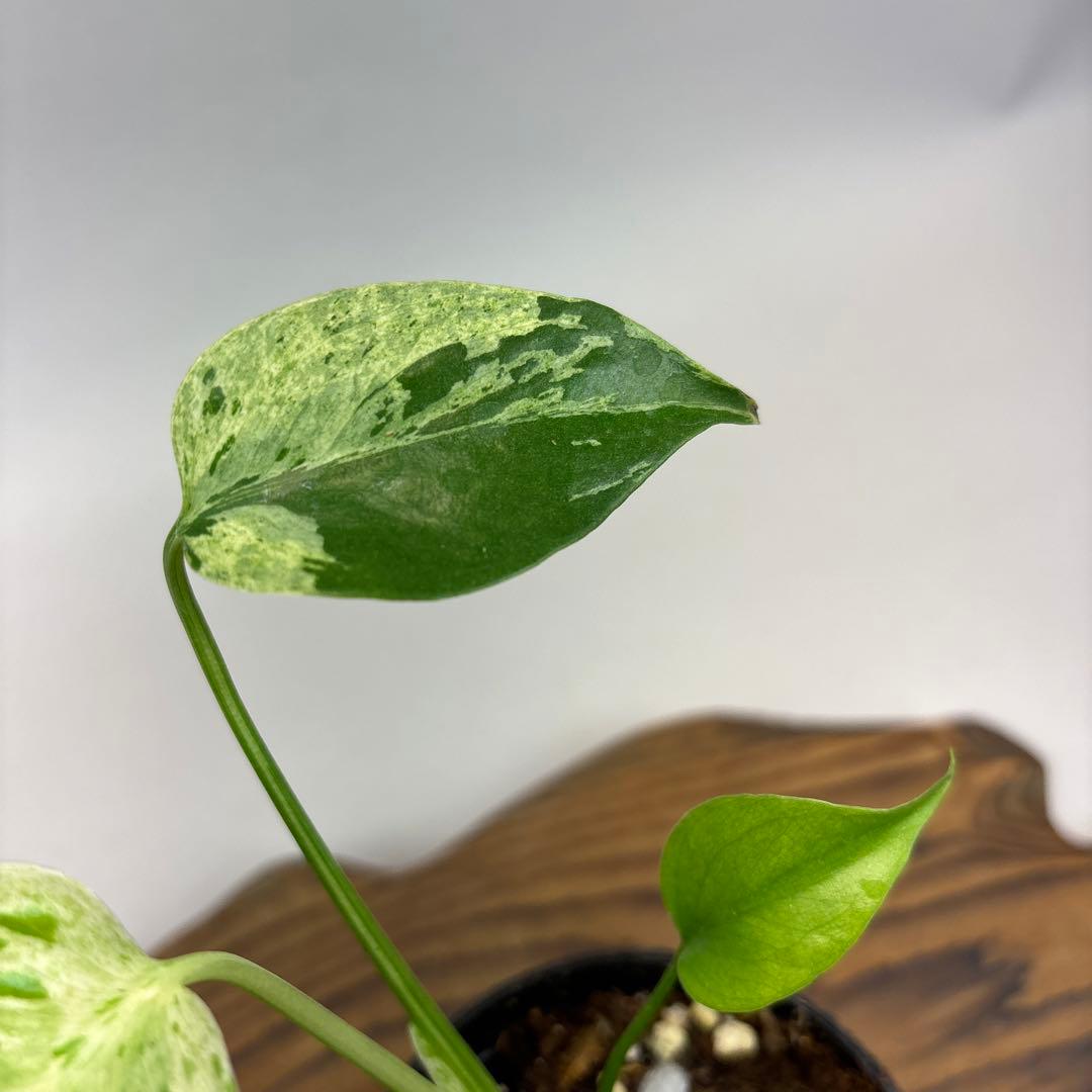 は*ち様 モンステラ・フシギダネ　順化済み 斑入り　lsw312