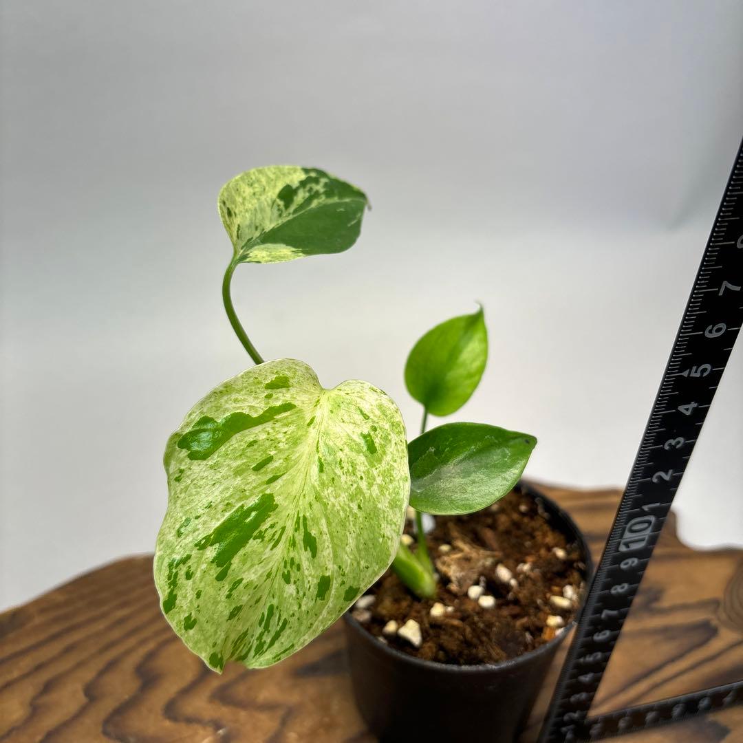 は*ち様 モンステラ・フシギダネ　順化済み 斑入り　lsw312