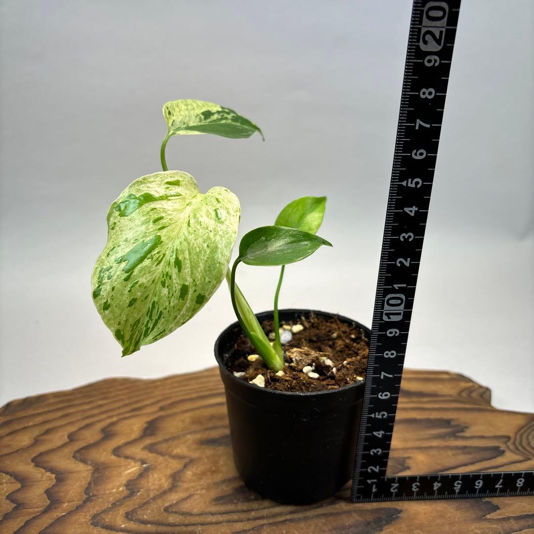 は*ち様 モンステラ・フシギダネ　順化済み 斑入り　lsw312