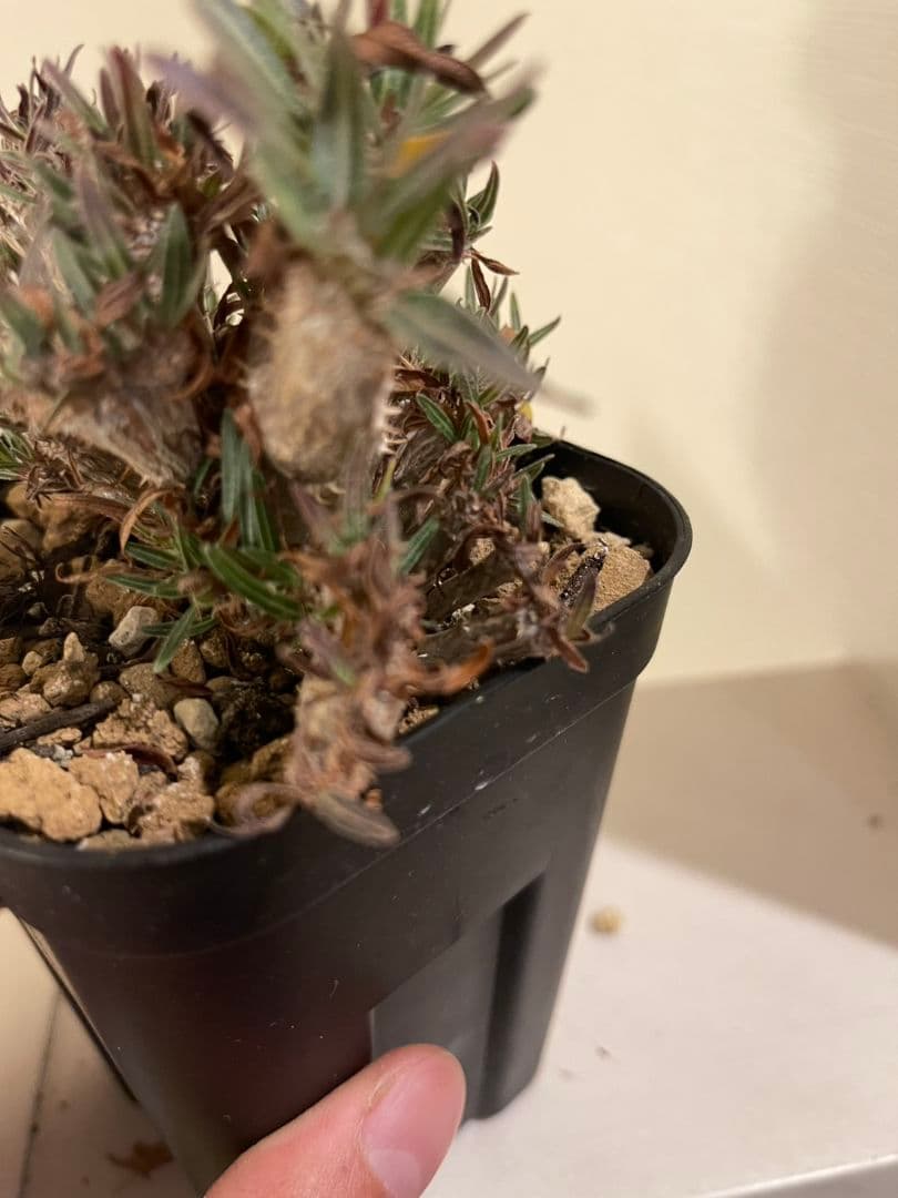 パキポディウム　グラキリス　綴化　挿し木　大株　鉢ごとメルカリ便