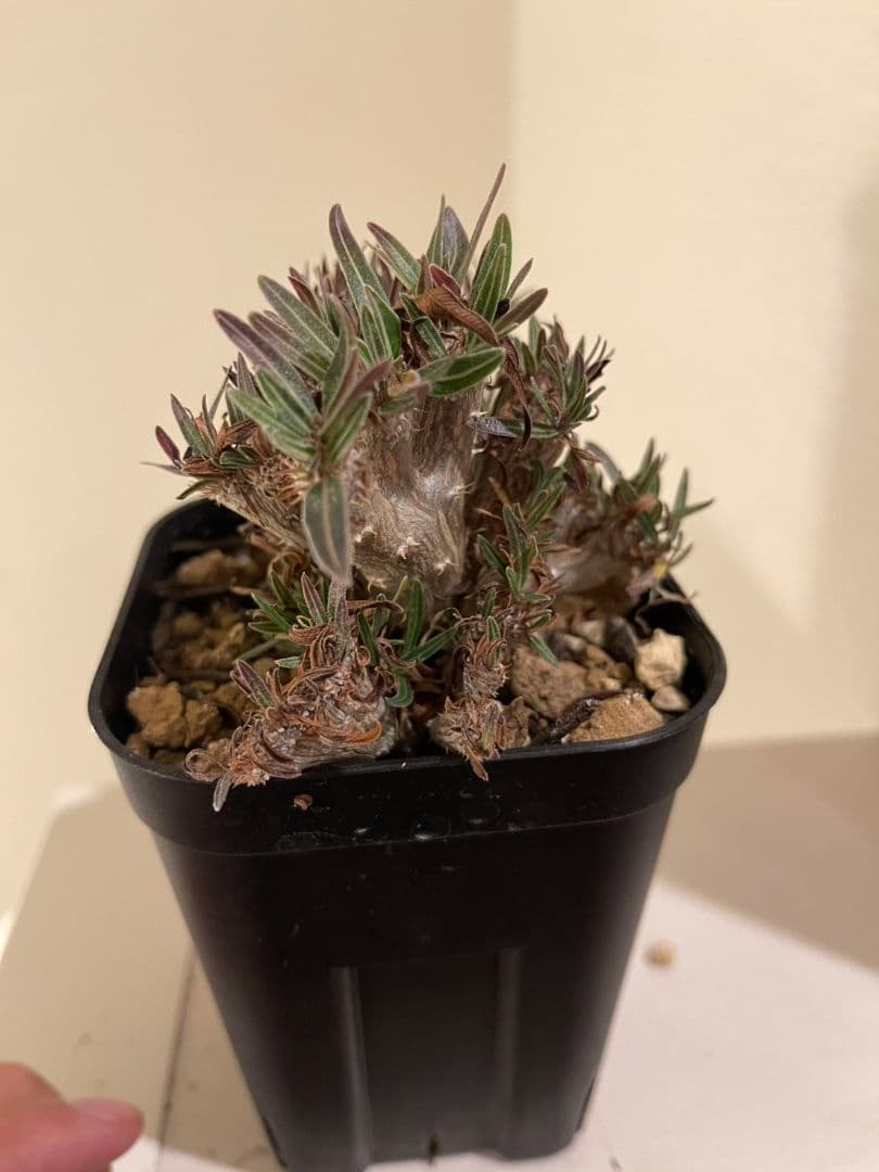 パキポディウム　グラキリス　綴化　挿し木　大株　鉢ごとメルカリ便