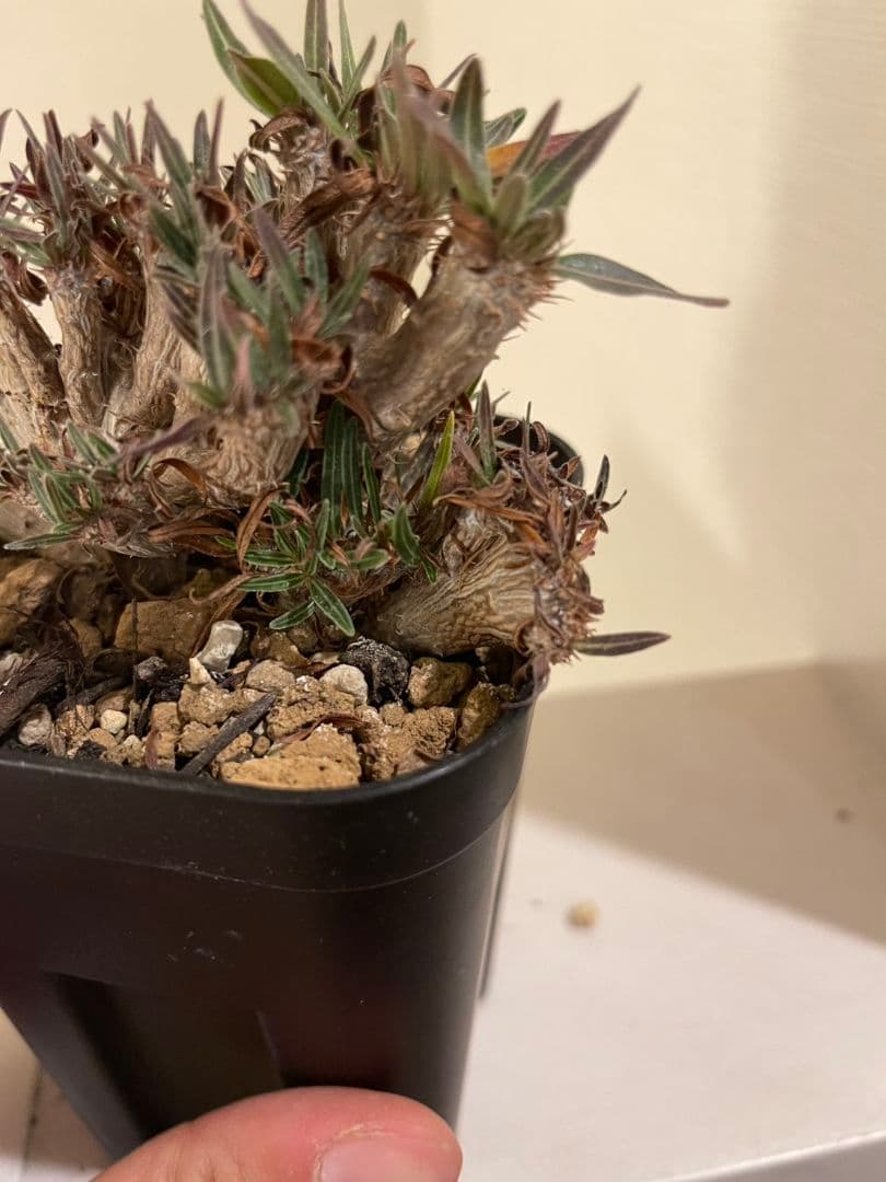 パキポディウム　グラキリス　綴化　挿し木　大株　鉢ごとメルカリ便