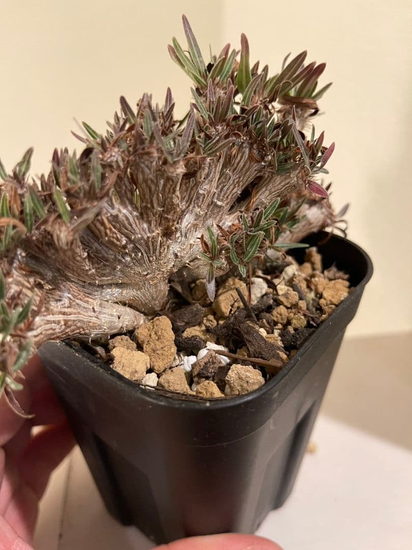 パキポディウム　グラキリス　綴化　挿し木　大株　鉢ごとメルカリ便