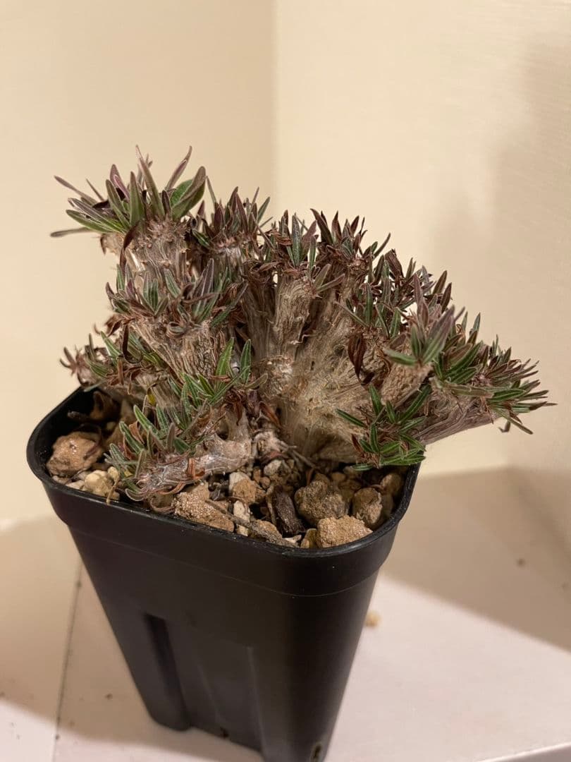 パキポディウム　グラキリス　綴化　挿し木　大株　鉢ごとメルカリ便