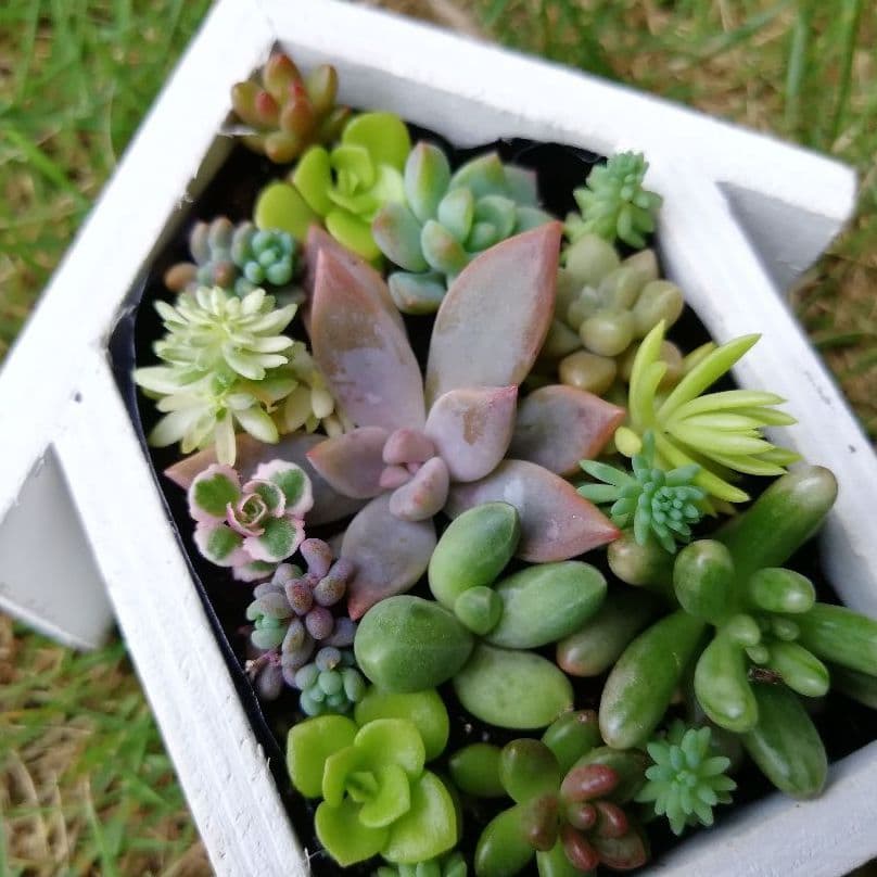 多肉の壁掛けインテリア