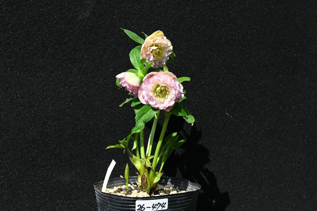 クリスマスローズ 多弁系ピンクグラデーション 加藤農園 - メルカリ