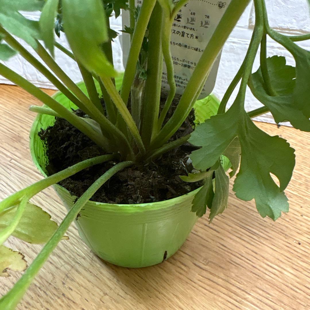 現品】Eレア♡ラナンキュラス♡エトワール♡花苗うえた♡3.5号