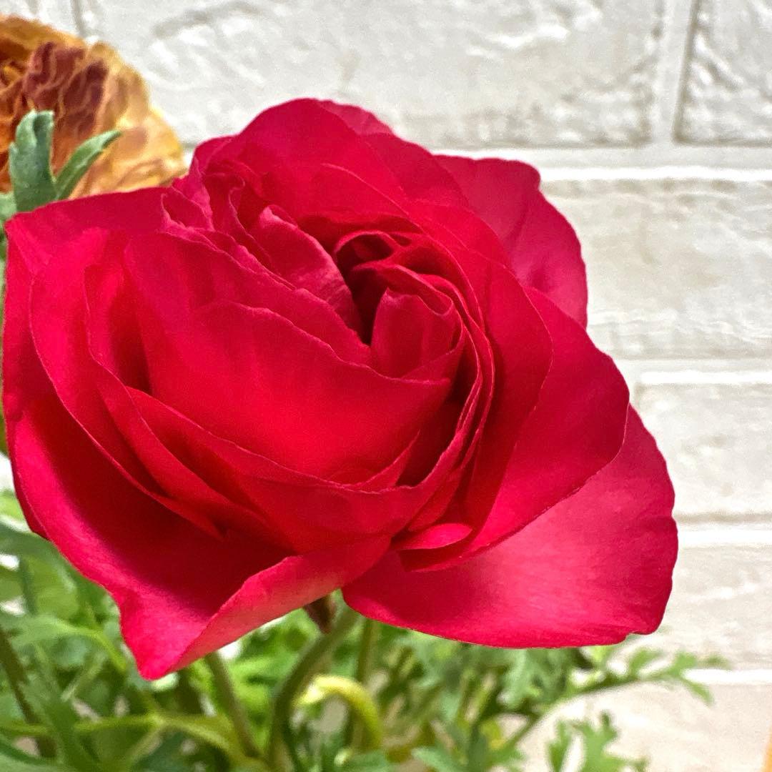 現品】Eレア♡ラナンキュラス♡エトワール♡花苗うえた♡3.5号