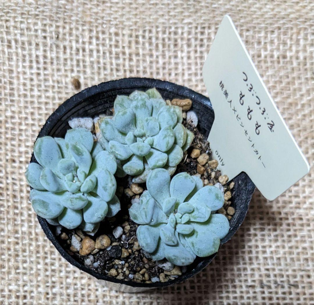 つぶつぶ屋さん《 ももも 》☘️ 札付き 抜き苗 ☘️ 速達 - メルカリ