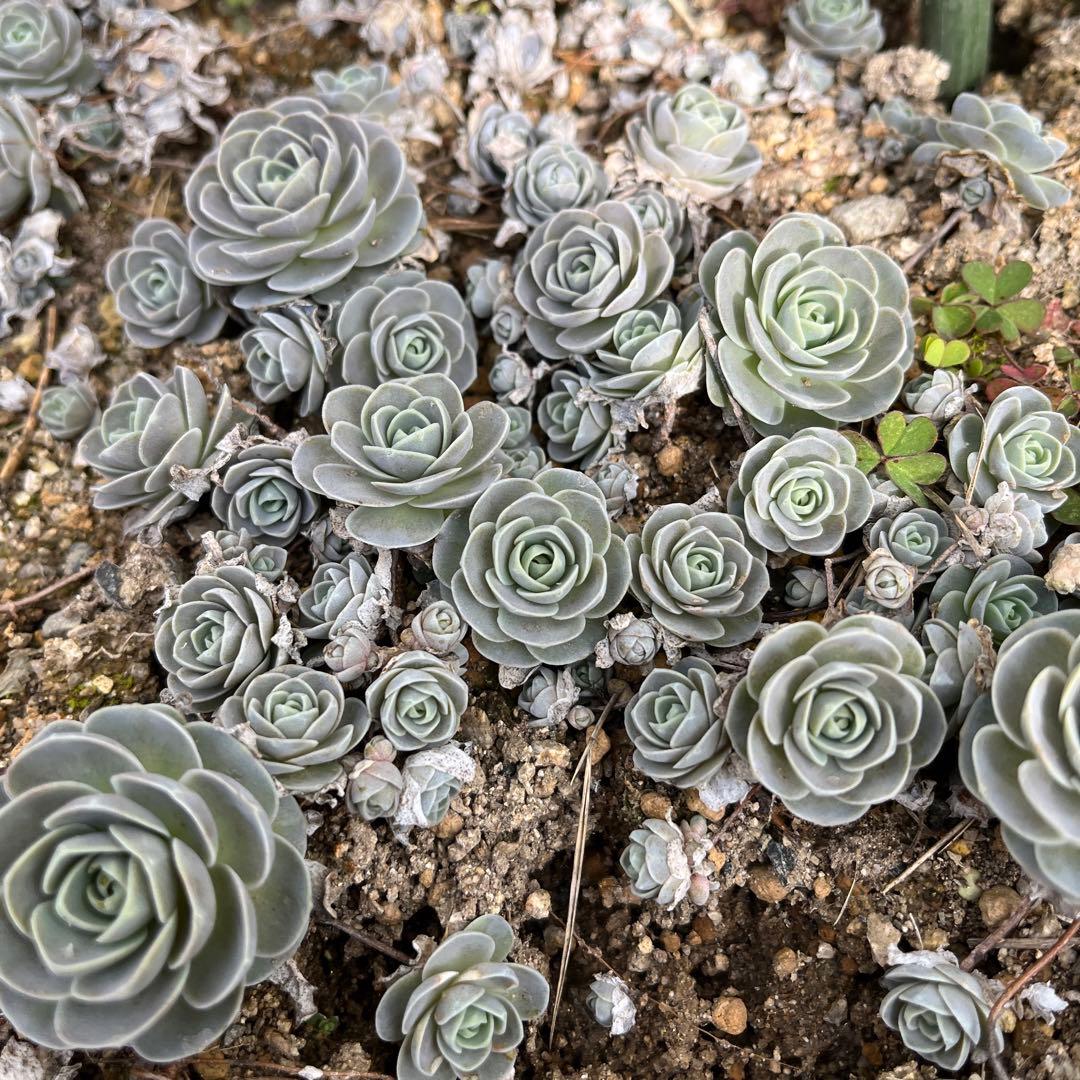 ✳︎多肉さん夏休み中✳︎ 子持ち蓮華　増殖中‼︎ 育てやすいです。