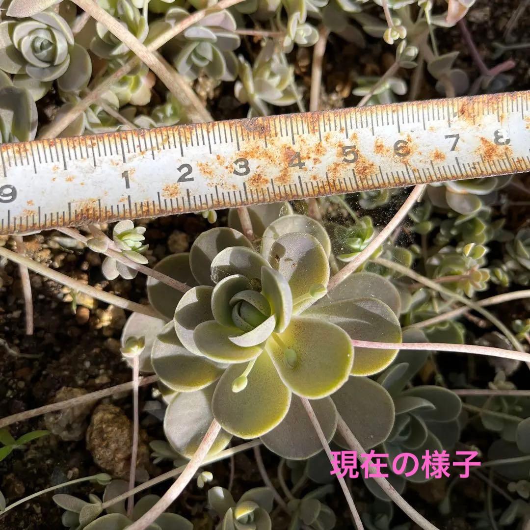 ✳︎多肉さん夏休み中✳︎ 子持ち蓮華　増殖中‼︎ 育てやすいです。