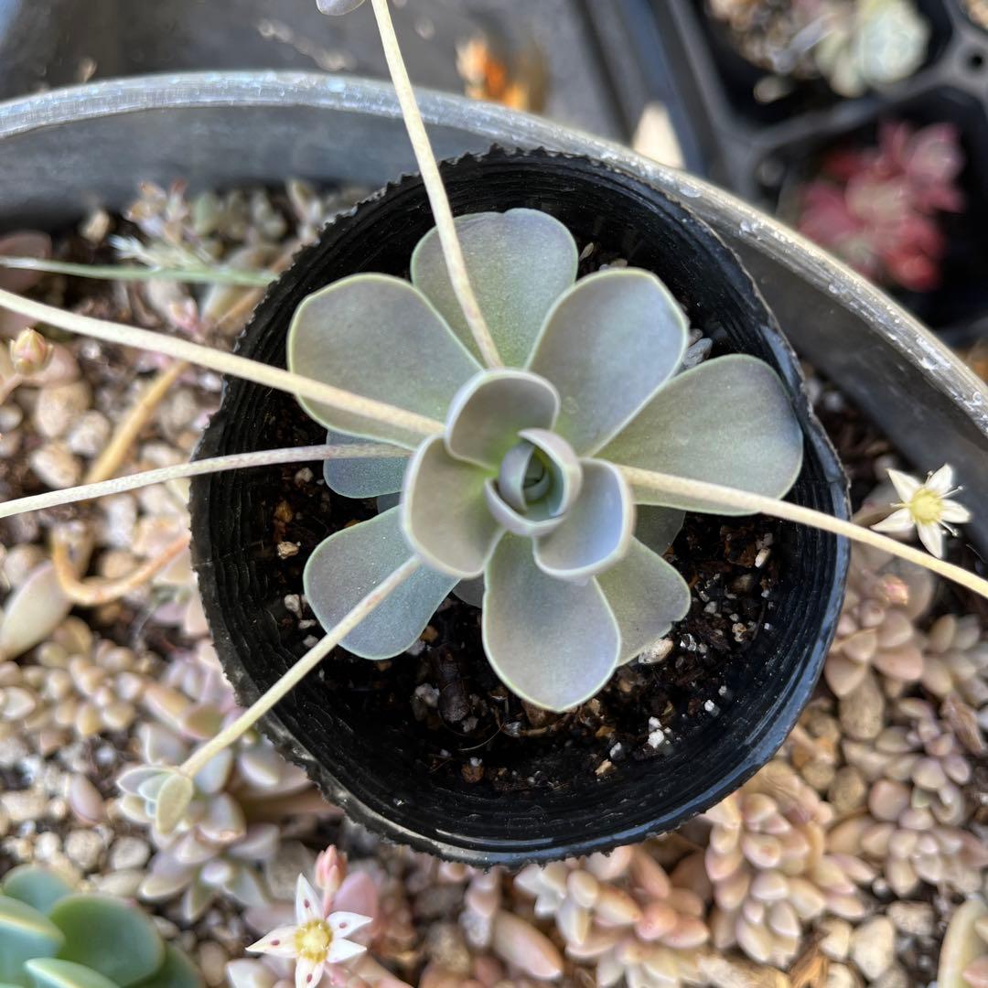 ✳︎多肉さん夏休み中✳︎ 子持ち蓮華　増殖中‼︎ 育てやすいです。
