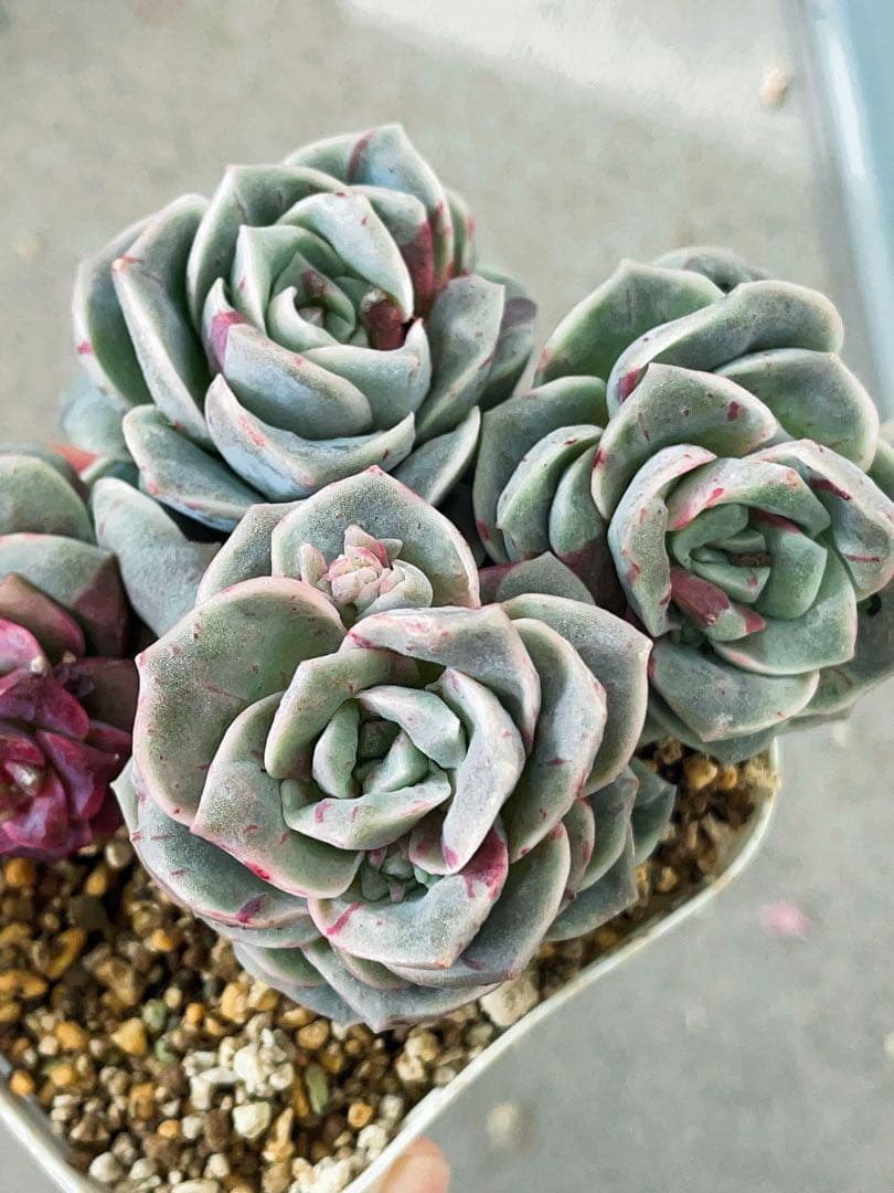 ラブリーローズ錦赤斑エケベリア 超美斑入り五頭超美斑三頭レッド8