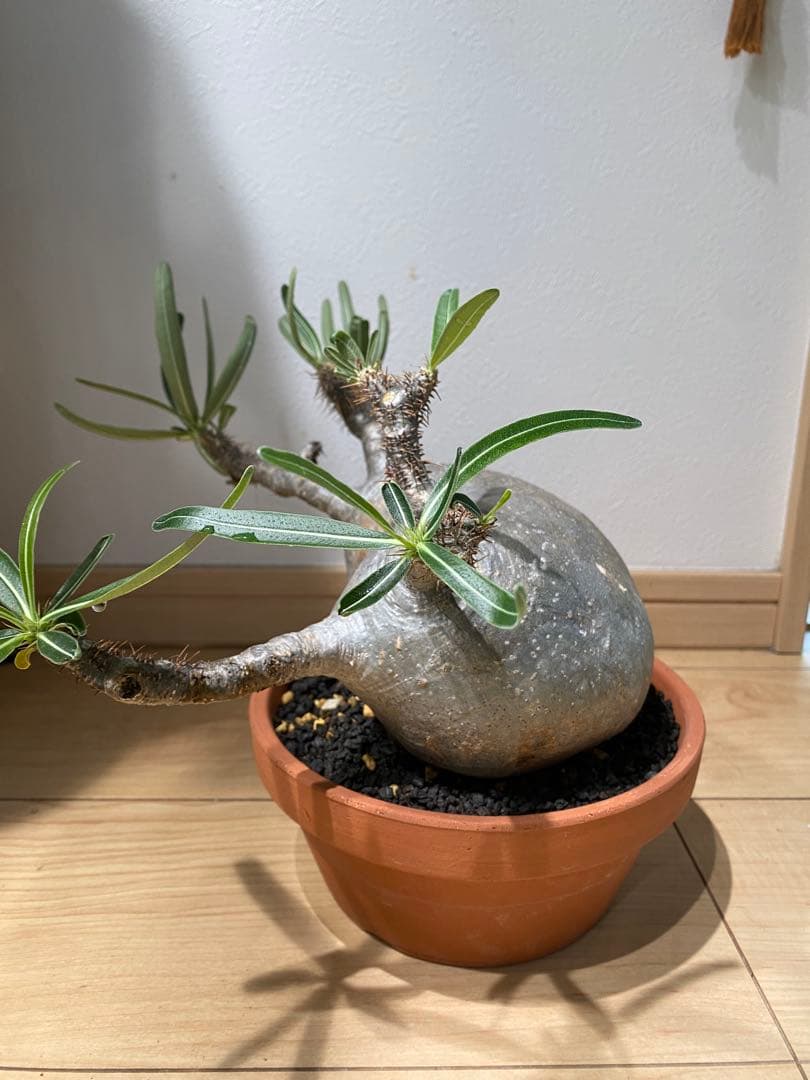 パキポディウム　グラキリス　現地球