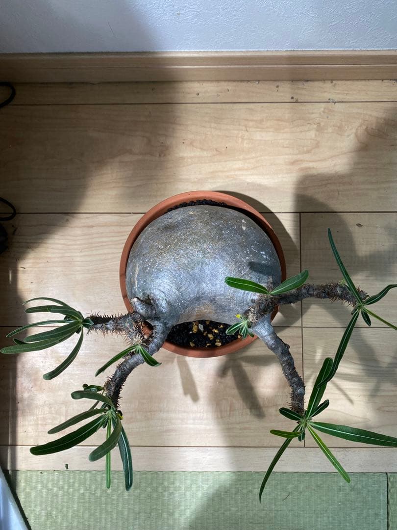 パキポディウム　グラキリス　現地球