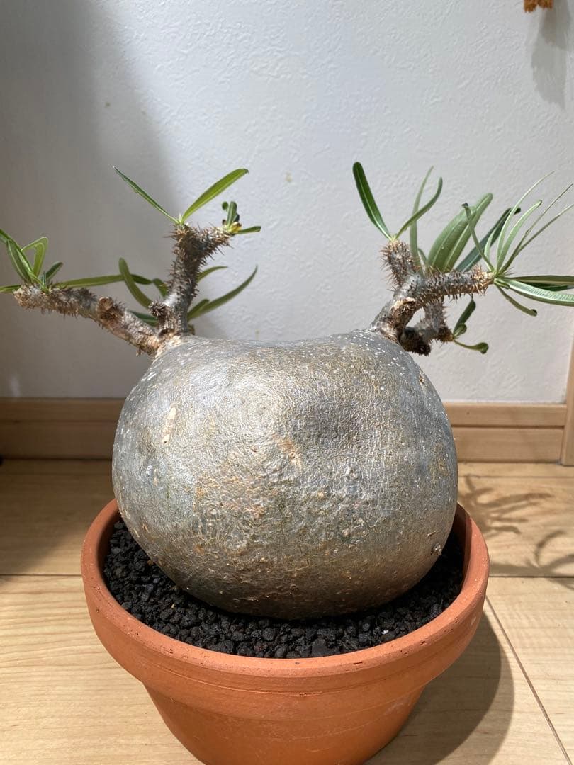 パキポディウム　グラキリス　現地球