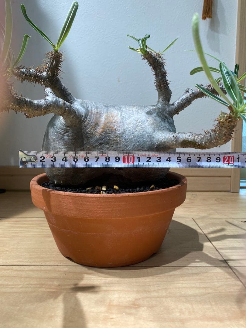 パキポディウム　グラキリス　現地球