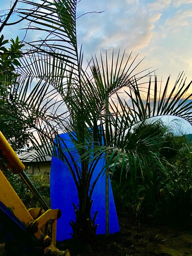 ココスヤシ　特大　超耐寒　ロックガーデン