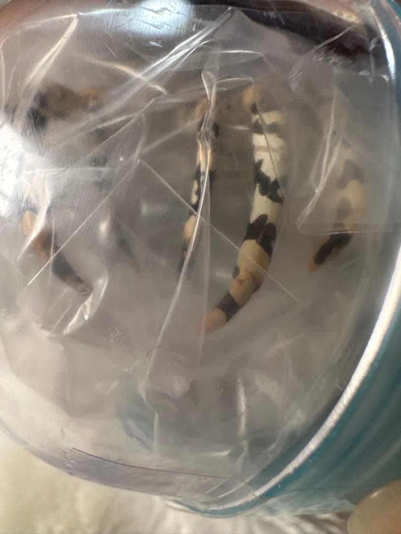 ネイチャーテクニカラー ニシキエビ