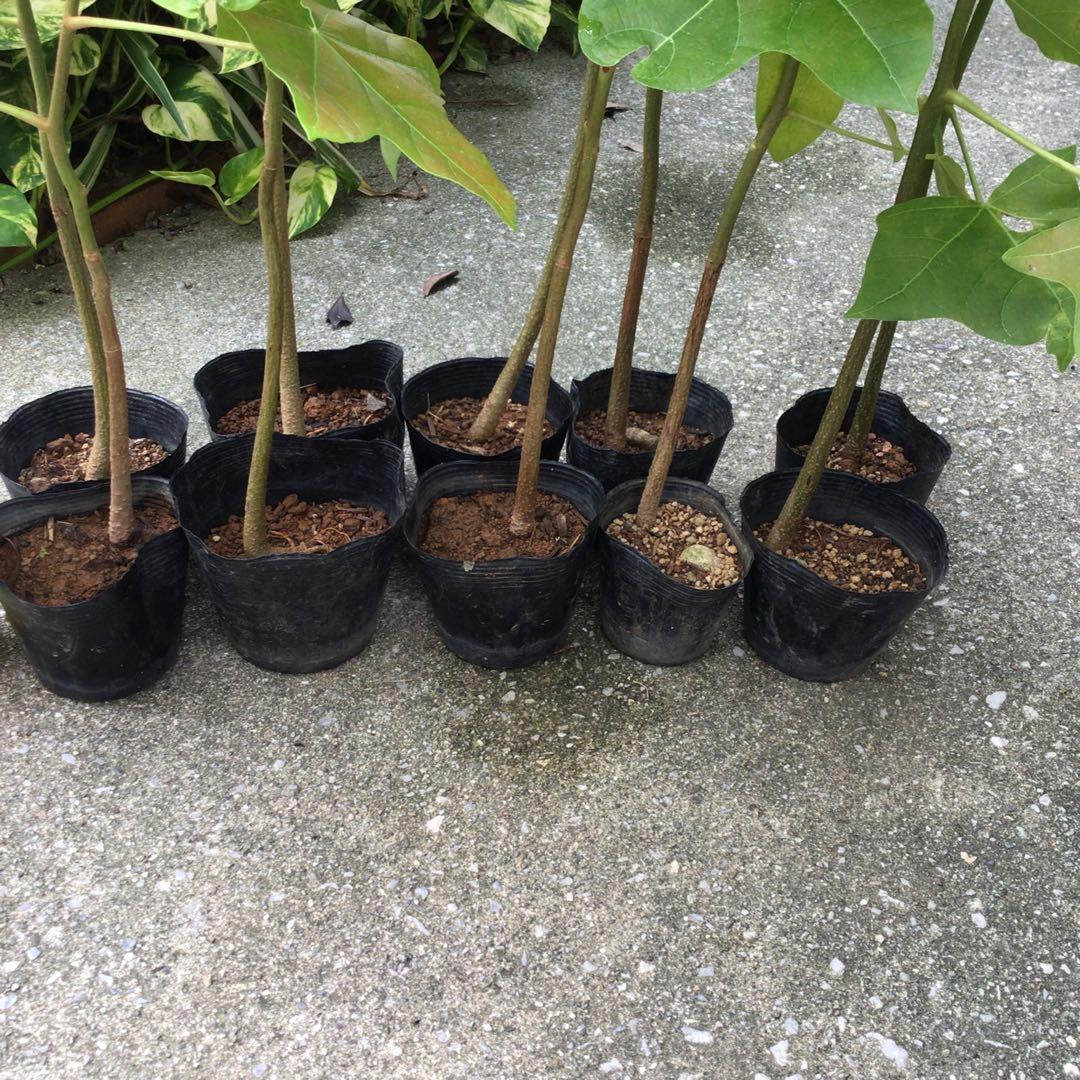 10本♪ポットごと宅急便！実生苗ククイノキ（ククイナッツ）メルカリ便