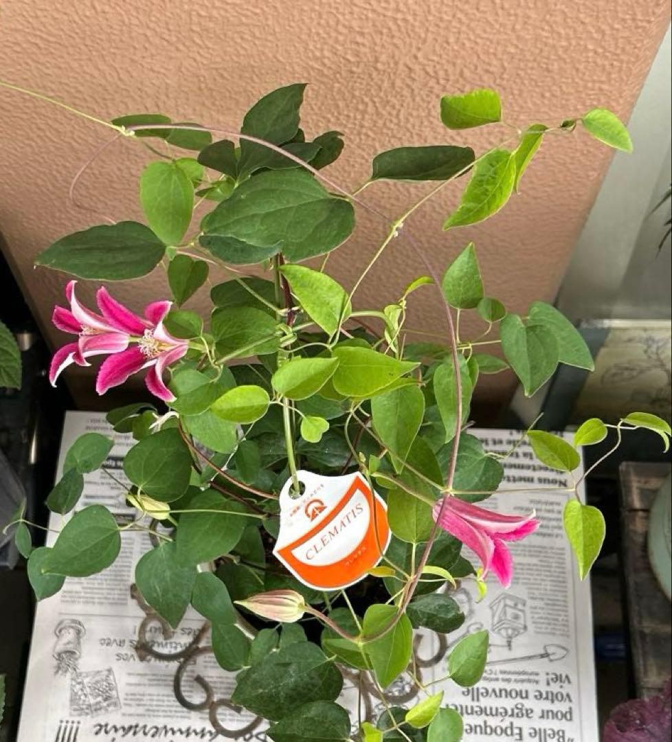 【チューリップ咲き】クレマチス　ジョンソン　5号鉢苗《8/2》