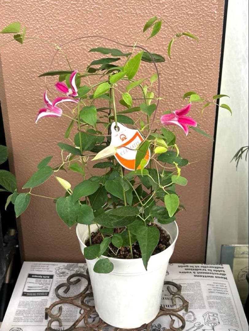 【チューリップ咲き】クレマチス　ジョンソン　5号鉢苗《8/2》