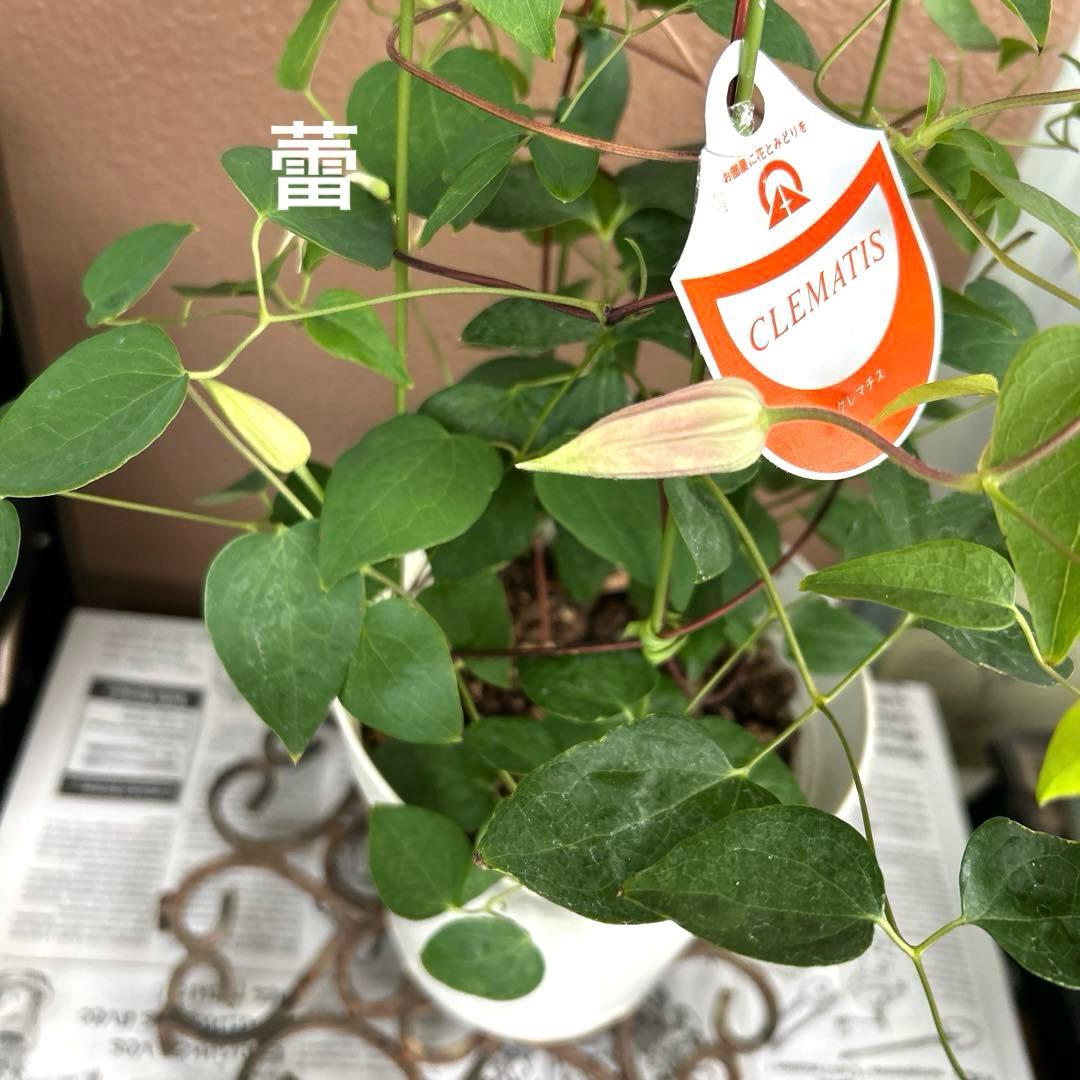 【チューリップ咲き】クレマチス　ジョンソン　5号鉢苗《8/2》
