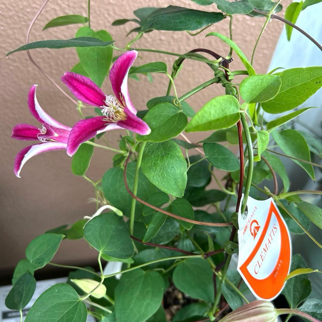 【チューリップ咲き】クレマチス　ジョンソン　5号鉢苗《8/2》