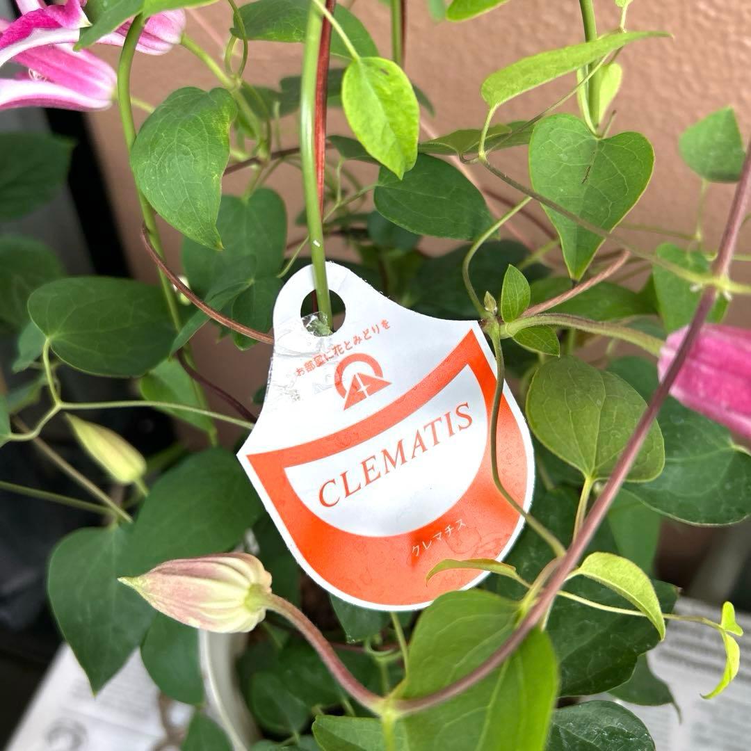【チューリップ咲き】クレマチス　ジョンソン　5号鉢苗《8/2》