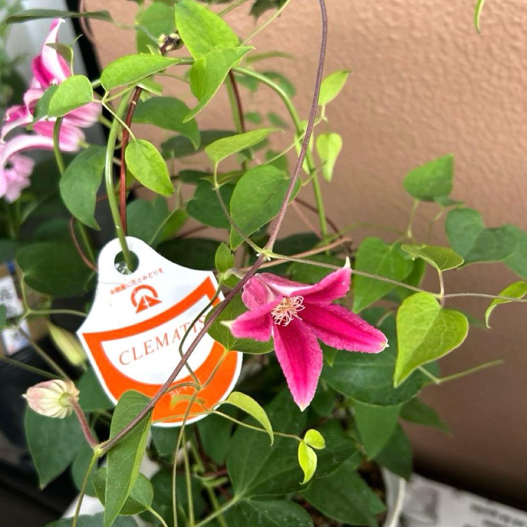 【チューリップ咲き】クレマチス　ジョンソン　5号鉢苗《8/2》