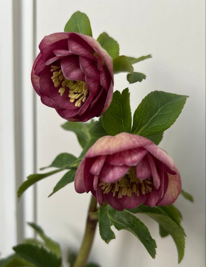 クリスマスローズ 毬姫 グロス系 加藤農園 - メルカリ