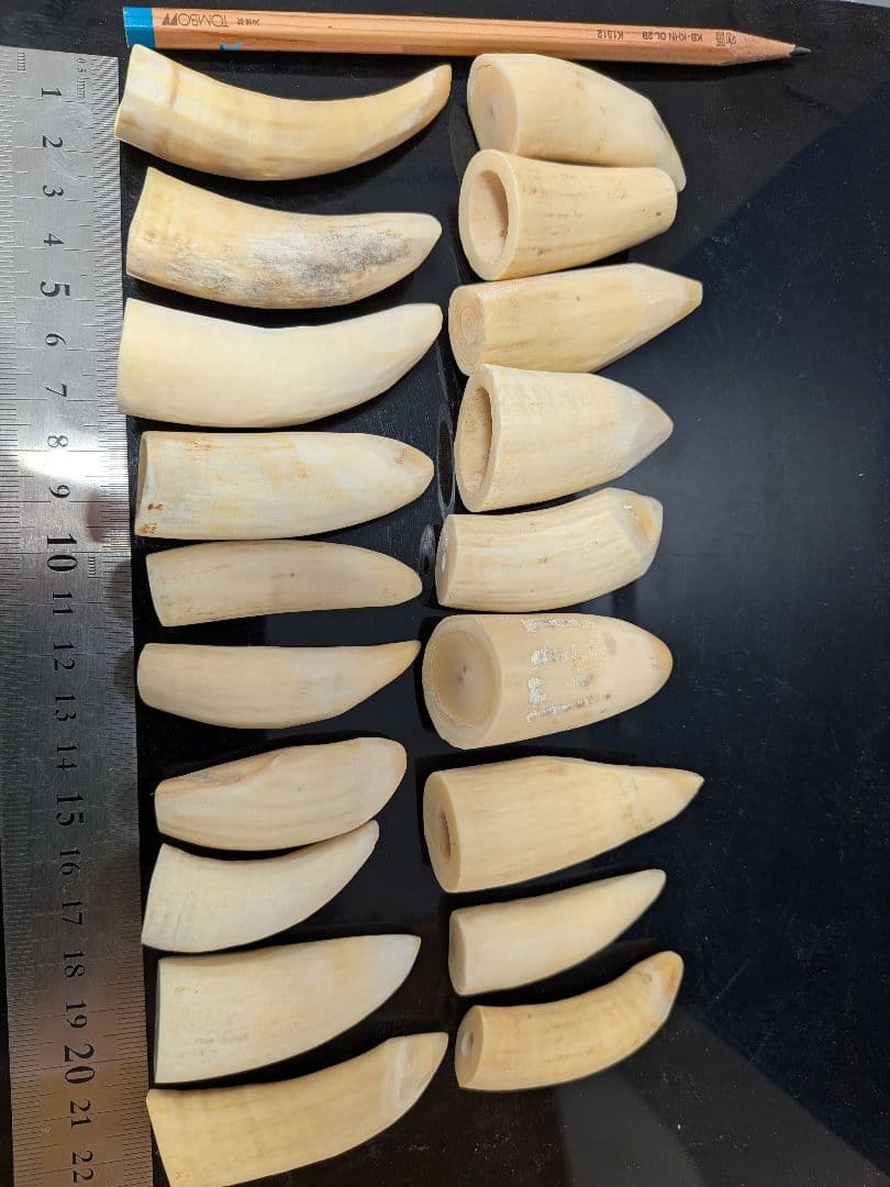 マッコウ鯨歯　本物　小さい歯