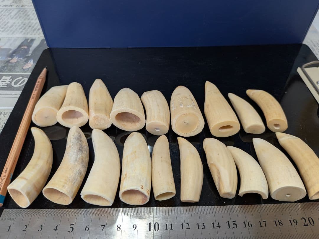 マッコウ鯨歯　本物　小さい歯