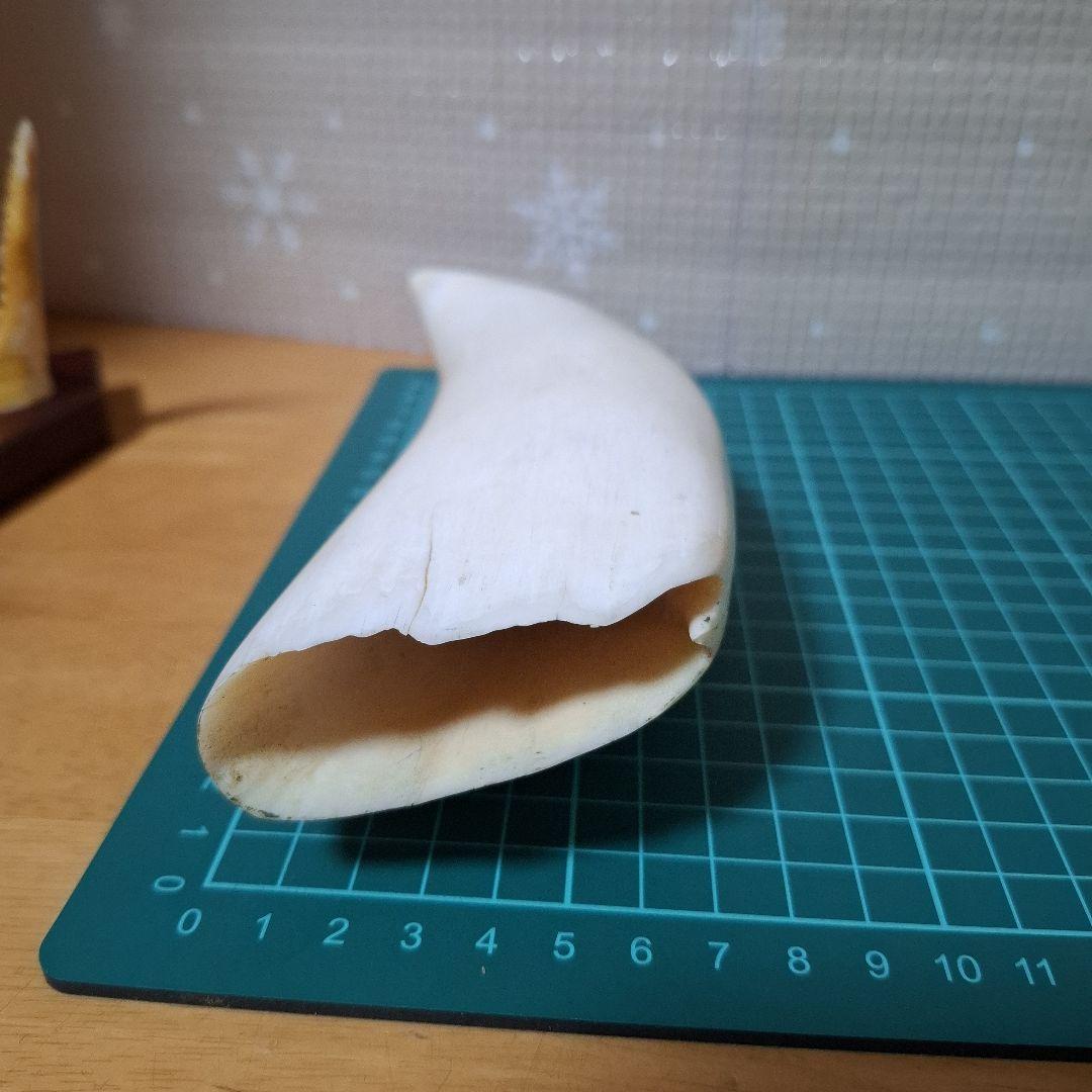 鯨の歯と台付き