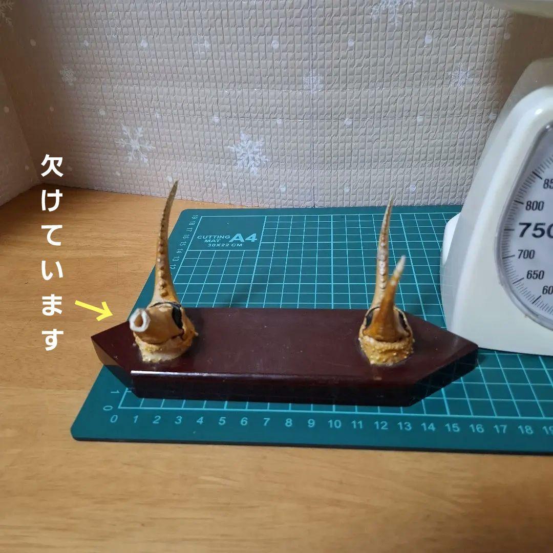 鯨の歯と台付き