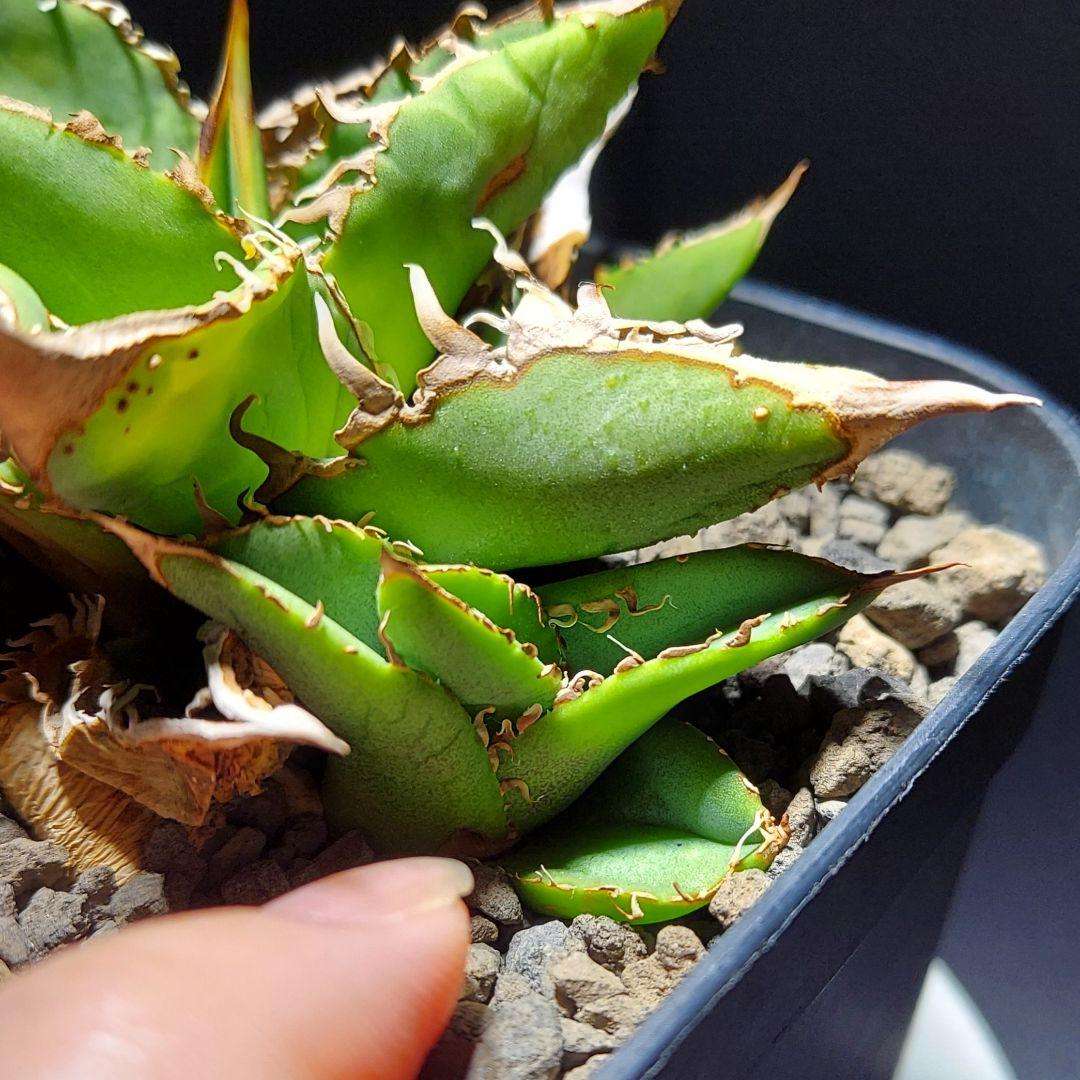 アガベ チタノタ 麻花龍 マカロン 子株 lize株① - メルカリ