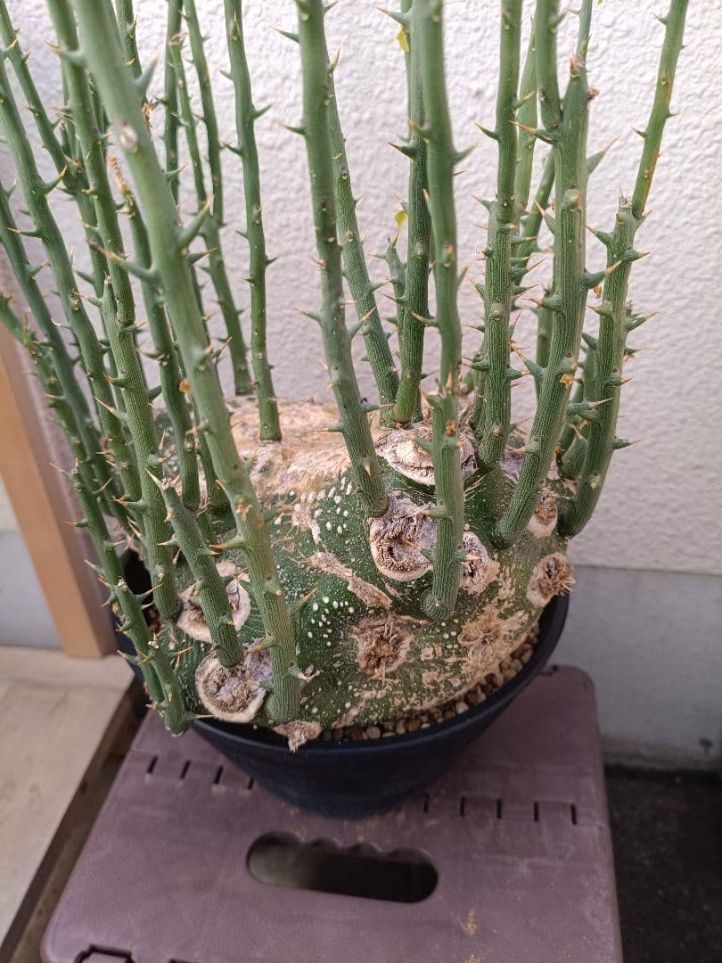 貴重種！超大型美形！アデニア プセウドグロボーサ 塊根植物