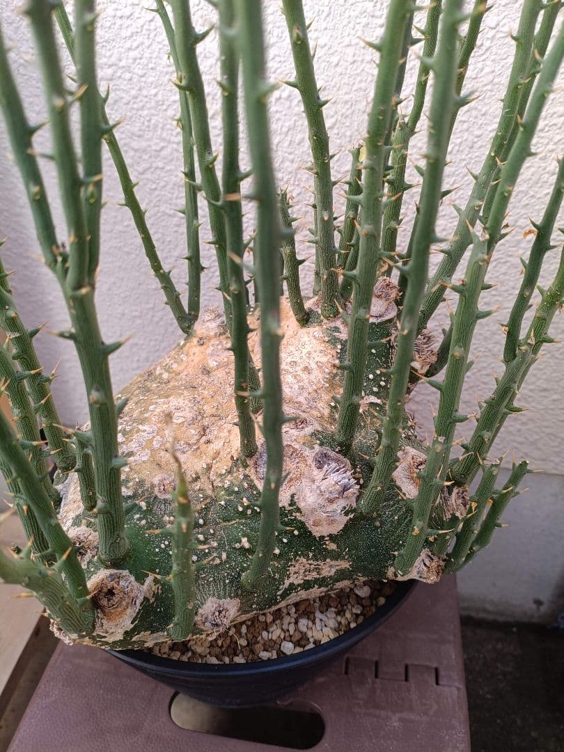 貴重種！超大型美形！アデニア プセウドグロボーサ 塊根植物