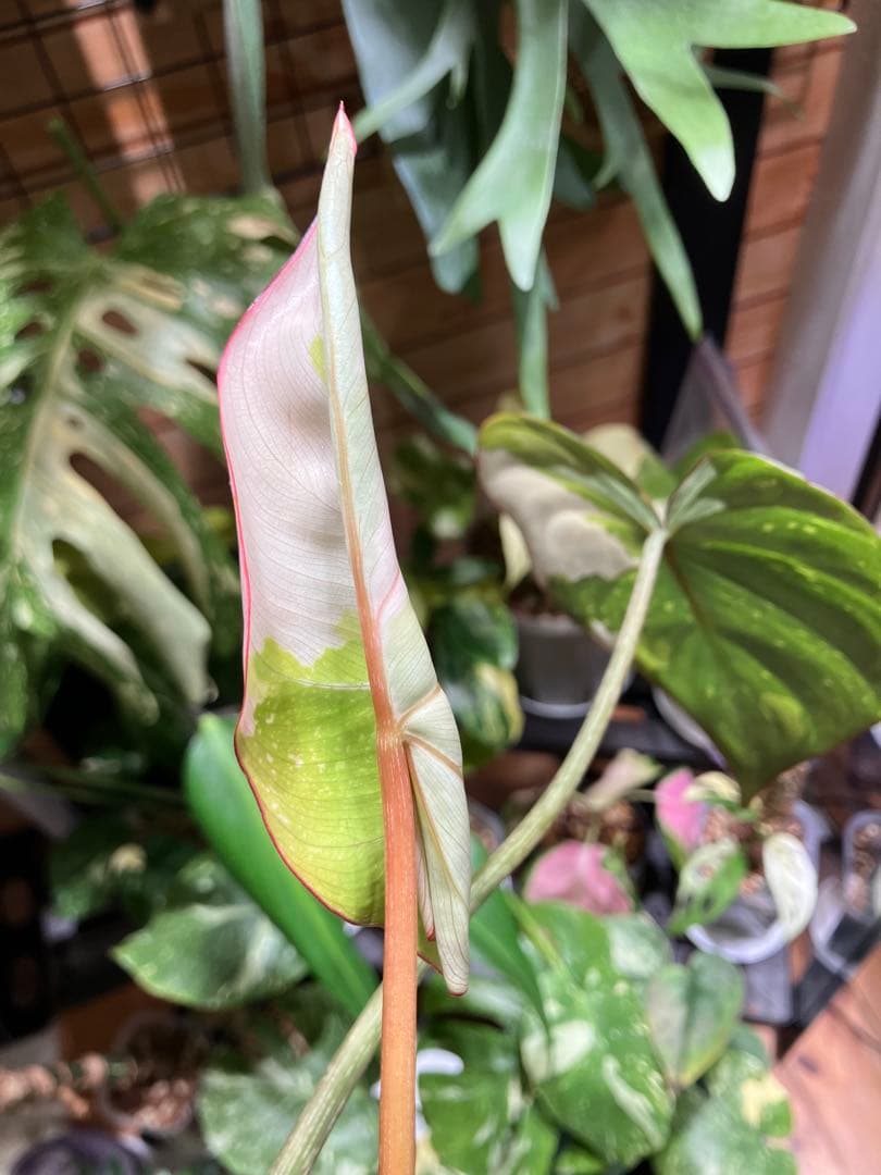 フィロデンドロン　グロリオーサムトリカラー