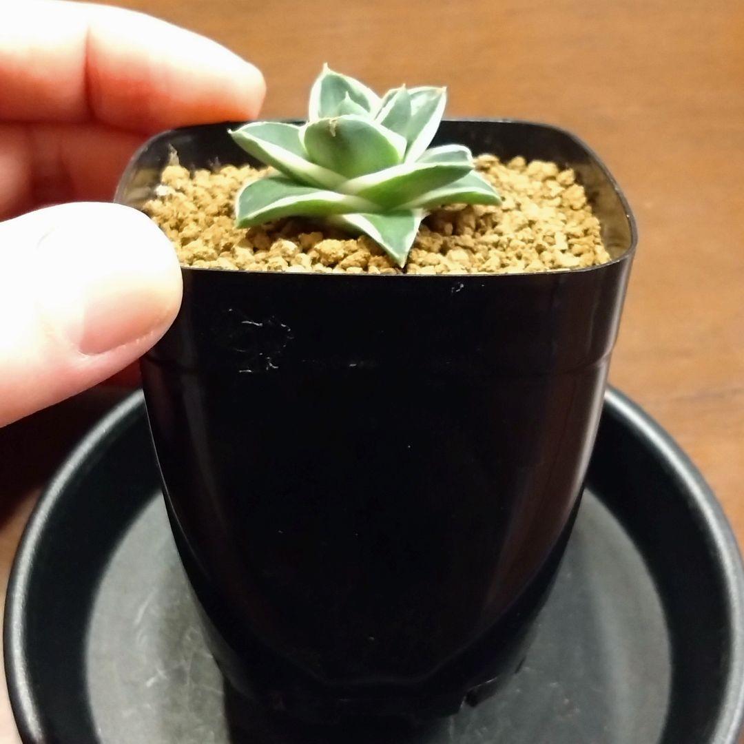 アガベピンキー鉢ごと 安心のメルカリ便