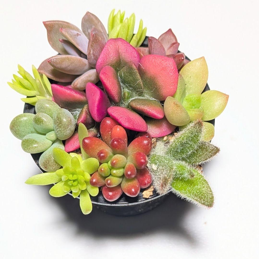 このまま飾れる】多肉植物セダム ちまちまプチ寄せ植え【育成説明書付